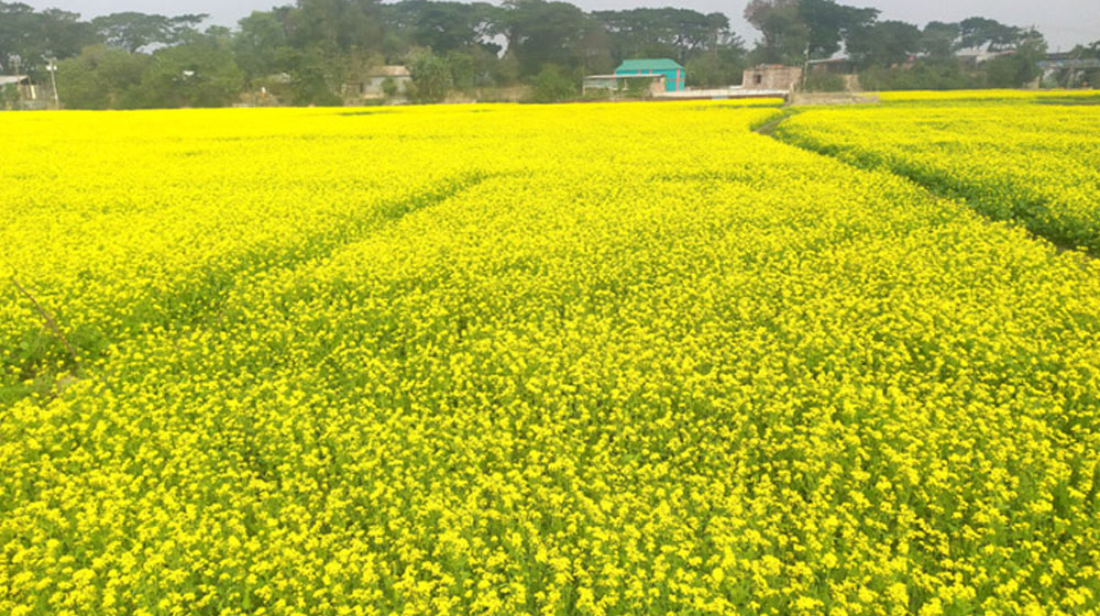 সরিষার ফুলের বিছানা  