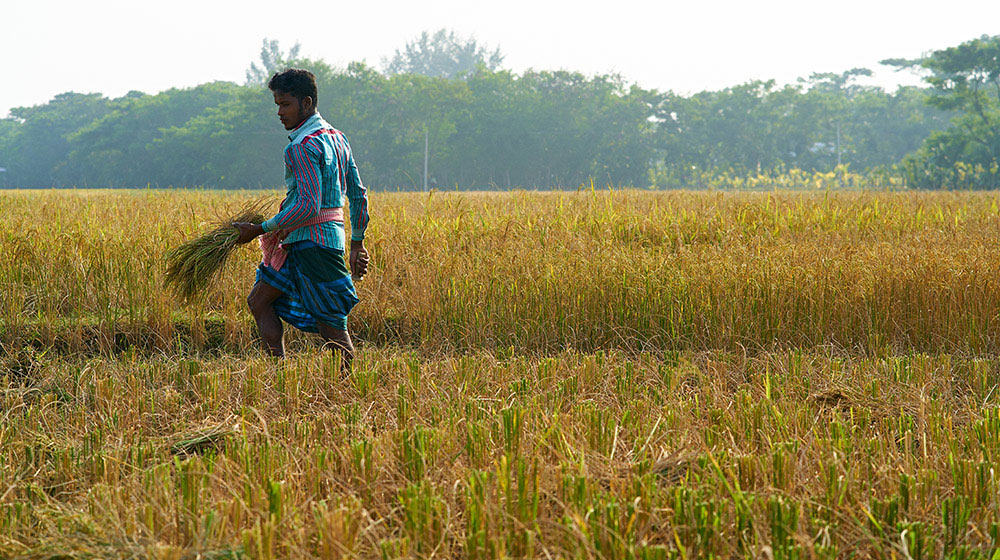 ফসল