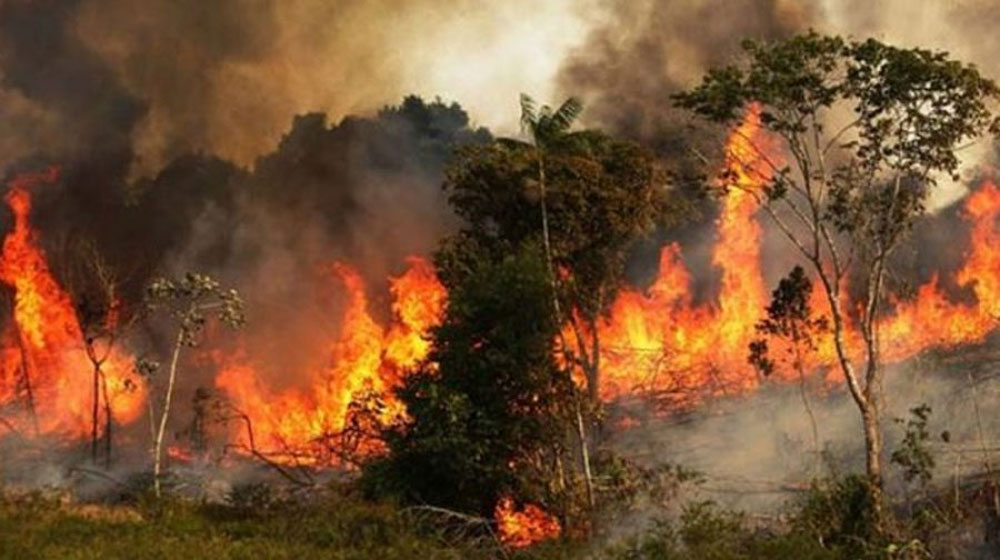 সুন্দরবনে আগুনে ৫ একর এলাকার ক্ষতি