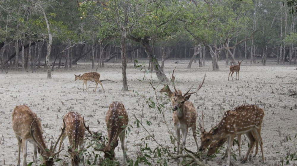 সুন্দরবন থেকে ৯৬ মৃত হরিণ উদ্ধার