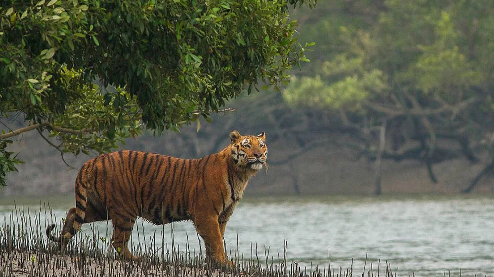 ঘূর্ণিঝড় রেমালের তাণ্ডবে তছনছ সুন্দরবনের জীববৈচিত্র্য