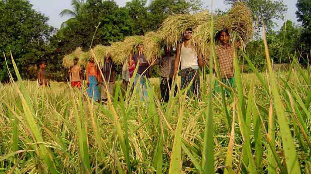 কৃষি খাতে ৩৮ হাজার কোটি টাকা ঋণ দেয়ার সিদ্ধান্ত ব্যাংকের