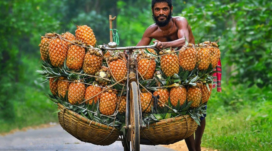 জিআই পণ্যের স্বীকৃতি পেল মধুপুরের আনারস